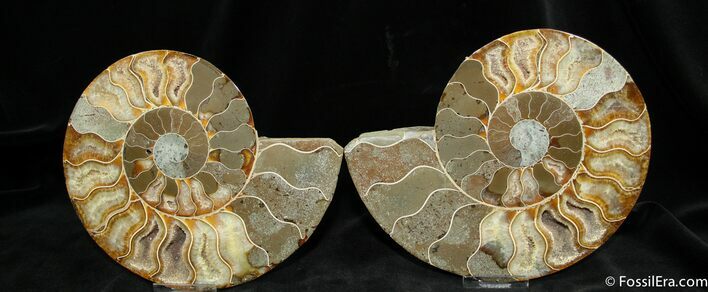 Stunningly Beautiful Inch Split Ammonite #1291
